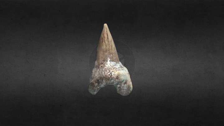 Fossil Shark Tooth 3D Model