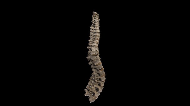 Spine 3D Model
