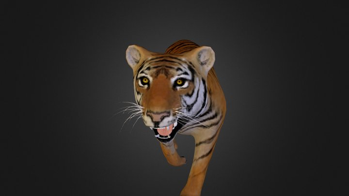 Tiger Color 3D Model