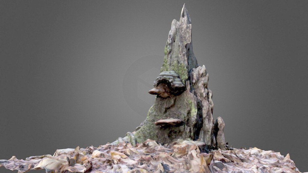Stump with Shelf Fungus