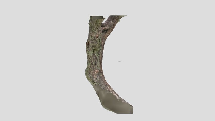 Tree  Branch 001 3D Model