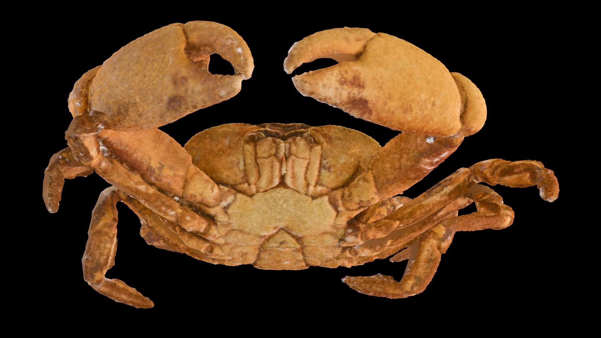 Segozancia sp. Male crab (Crab B)