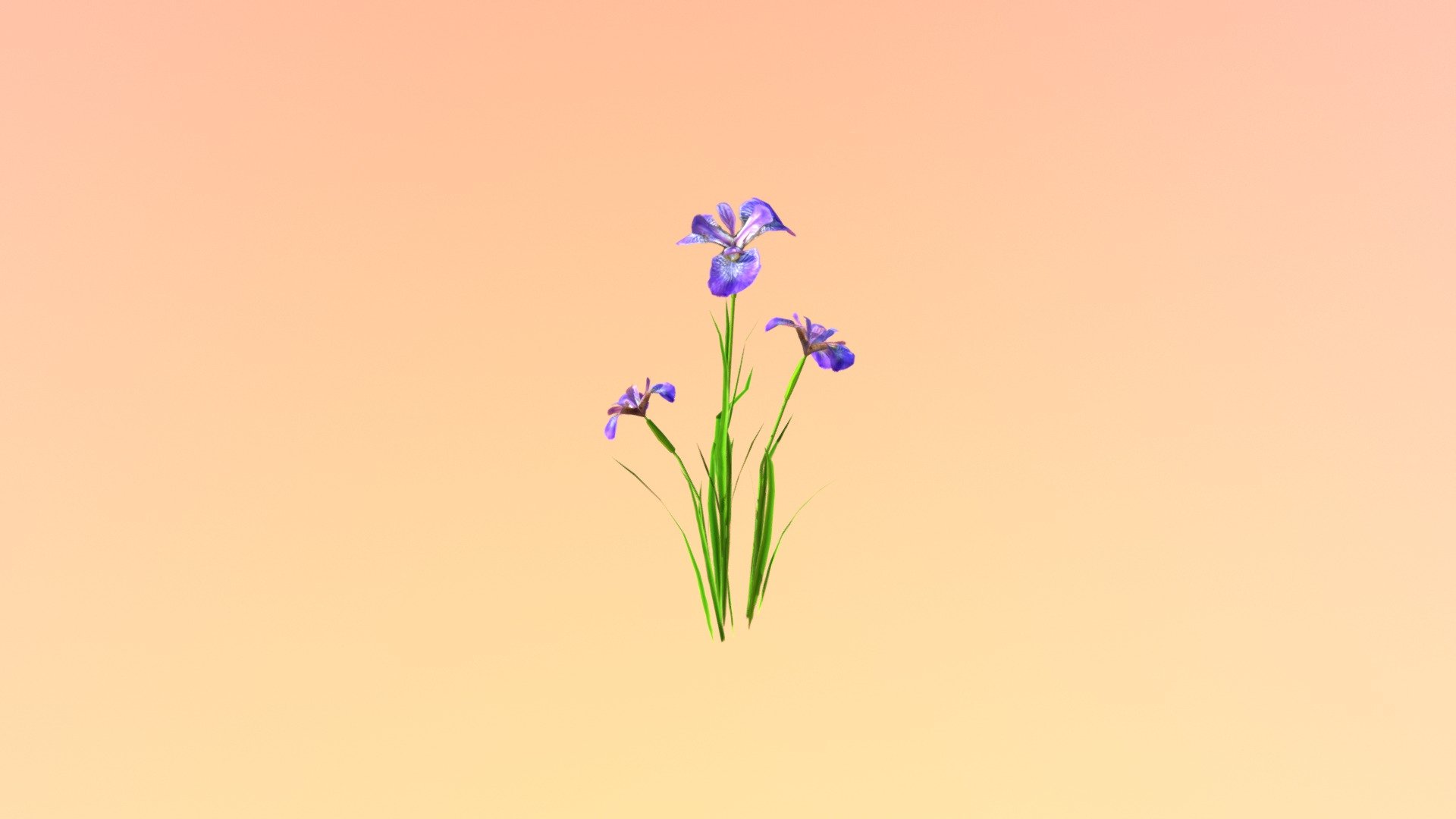 Accepted: Blue Iris