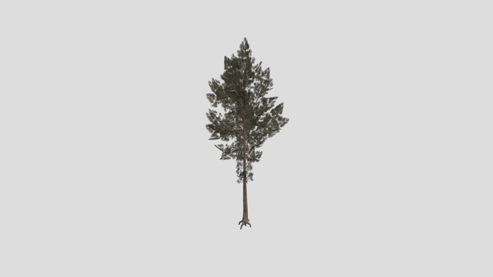 Tree1 3D Model