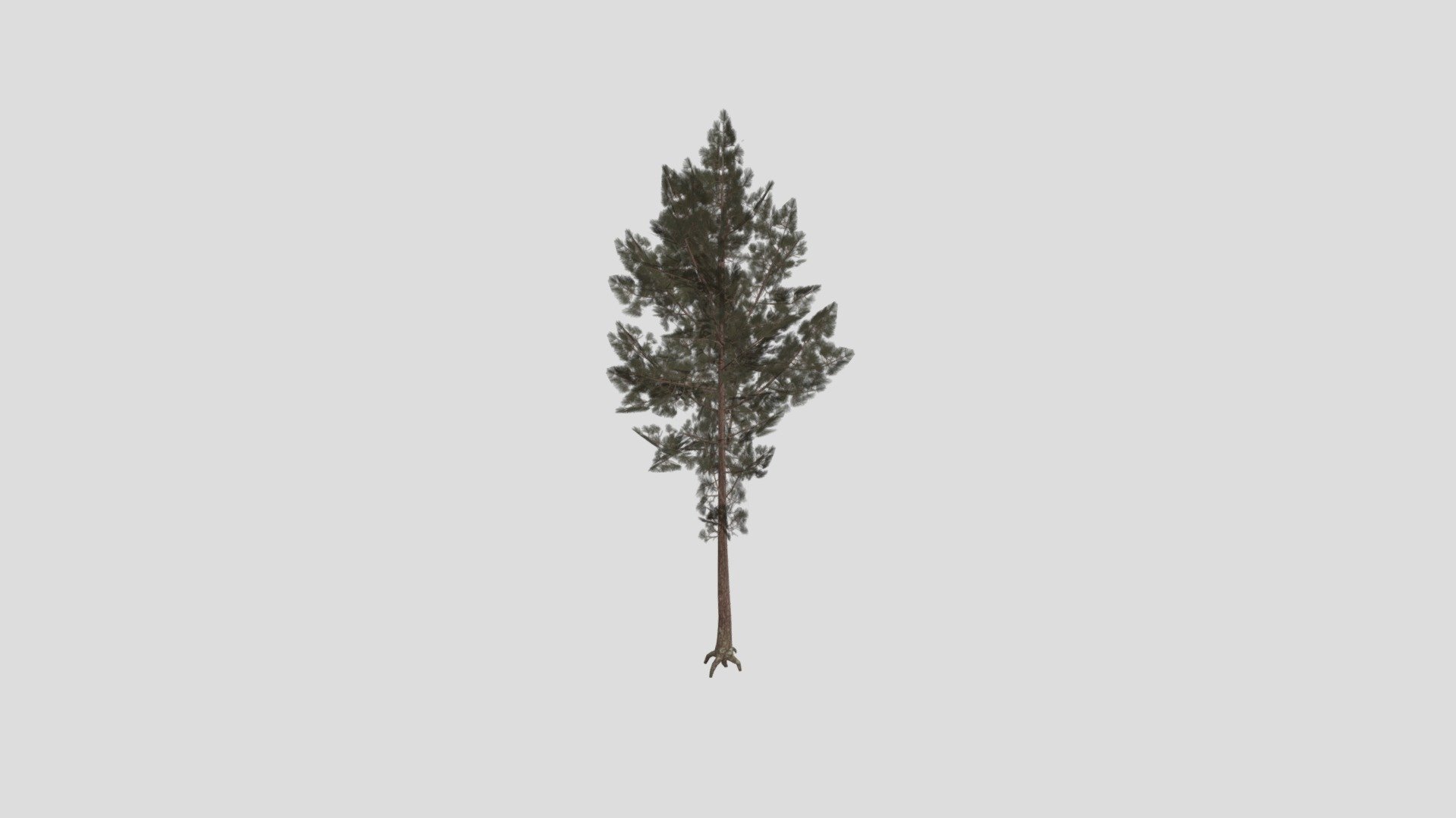 Tree1 - Download Free 3D model by routestore6 [ea12b85] - Sketchfab