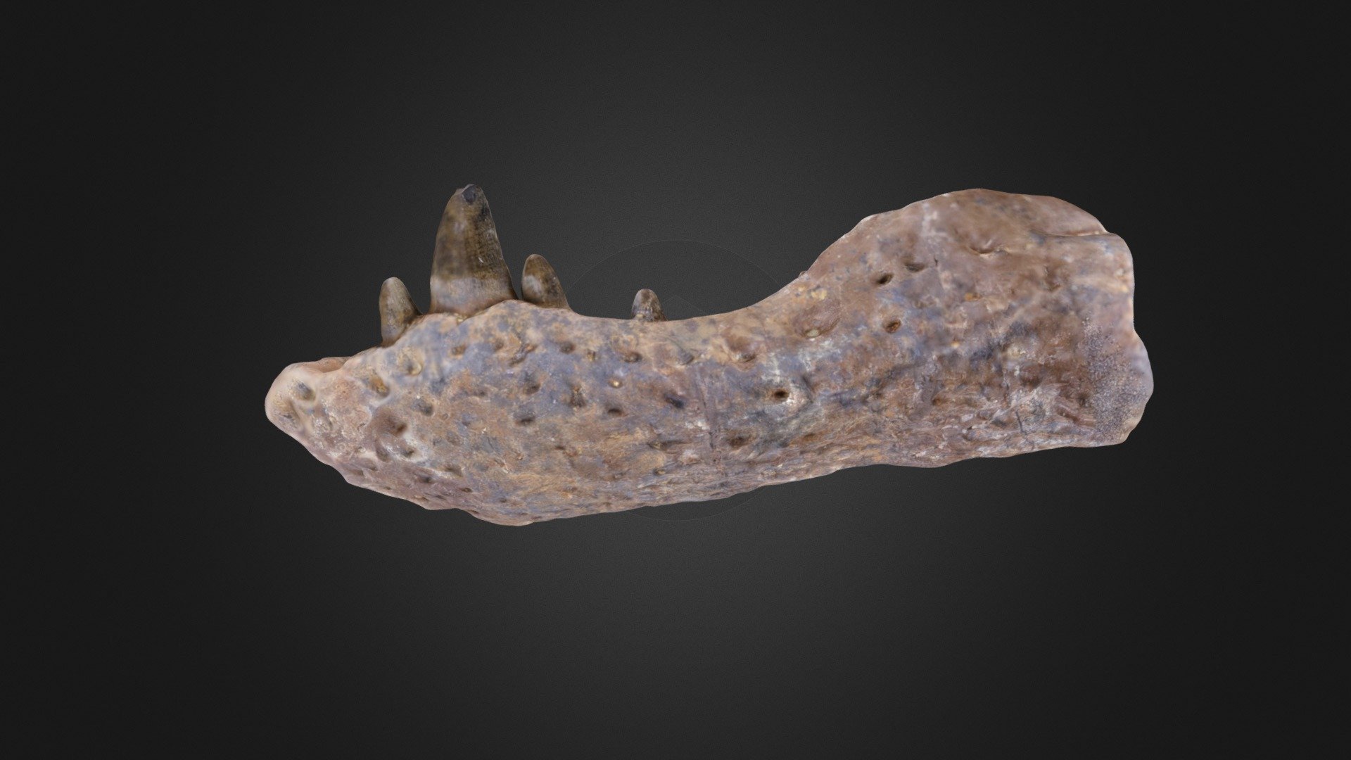 Vertebrate: Crocodile jaw (PRI)
