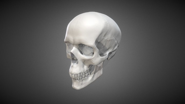 Skull V2 3D Model