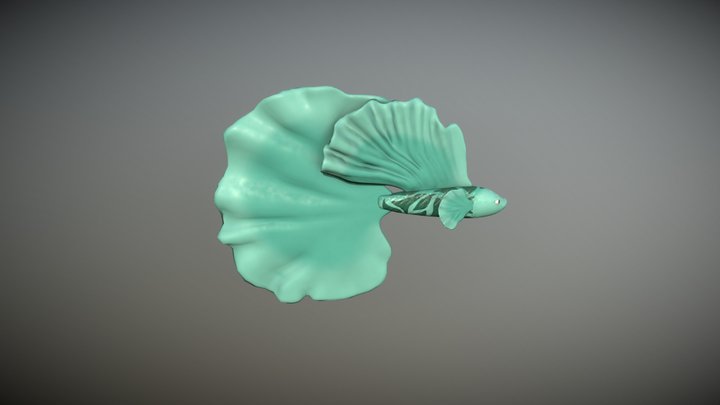 Betta Fish 3D Model