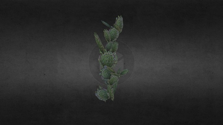 opuntie 3D Model
