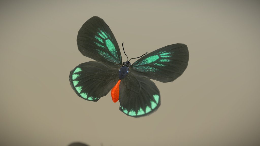 Eumaeus Atala