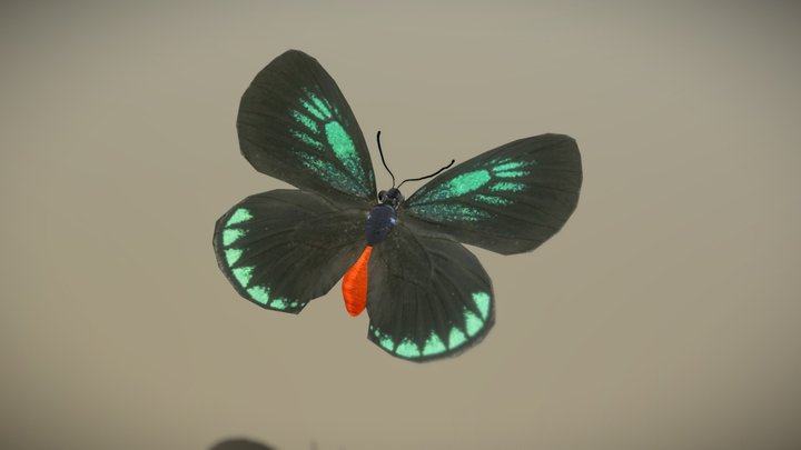 Eumaeus Atala – Gratis 3D-model STL