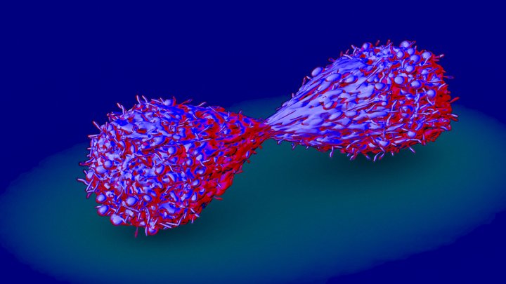Dividing Cancer Cells 3D Model