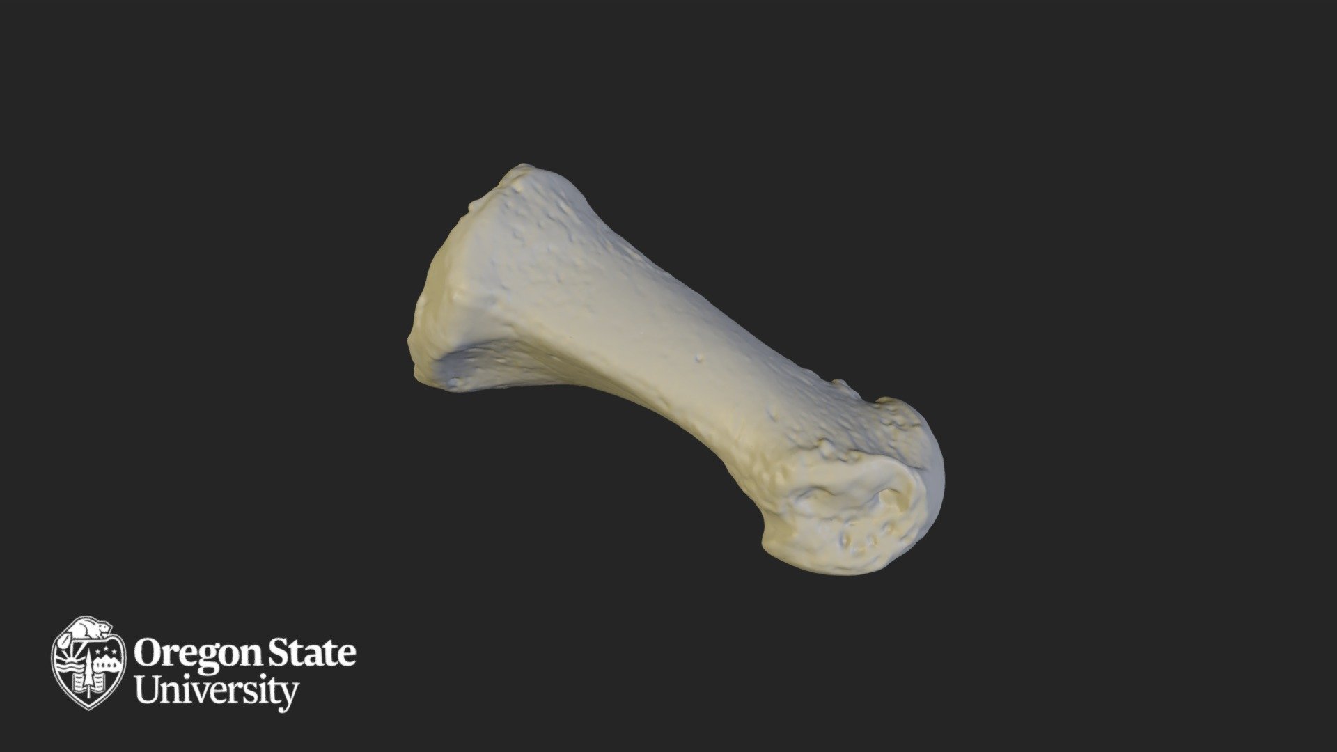 Metatarsal 1 — Sketchfab embed 3D viewer