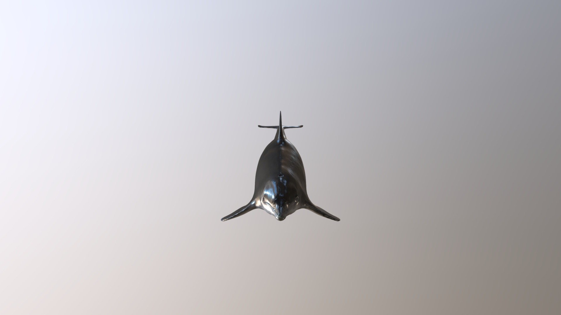 Dolphin - 3D model by vector6 [ea22871] - Sketchfab