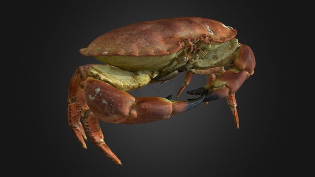 Brown Crab, 3D Model