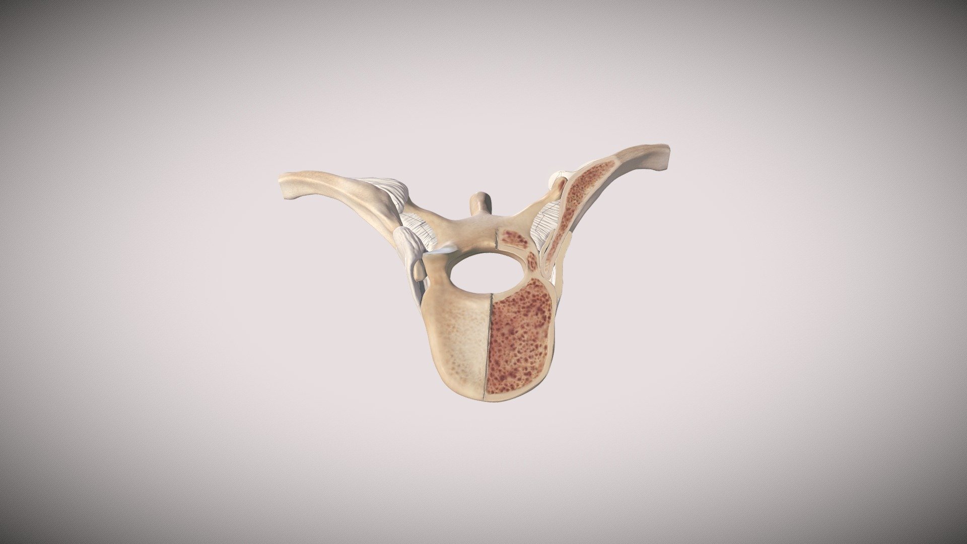 cross section of vertebra and rib - 3D model by KellyCassidy [ea27dc0 ...