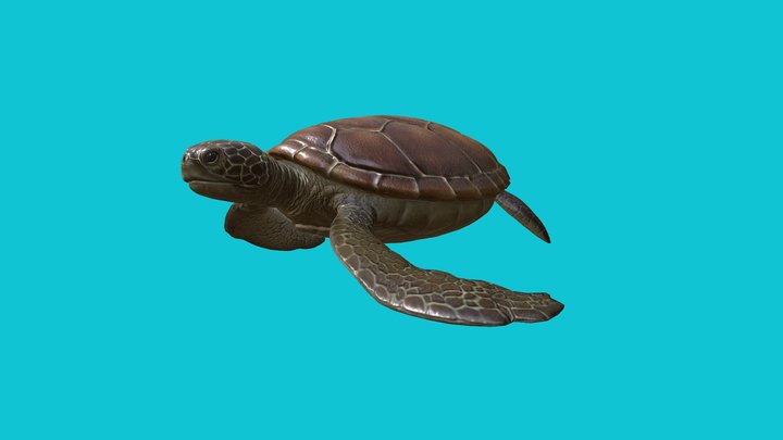 Sea Turtle Lowpoly Animated – Free 3D Model STL