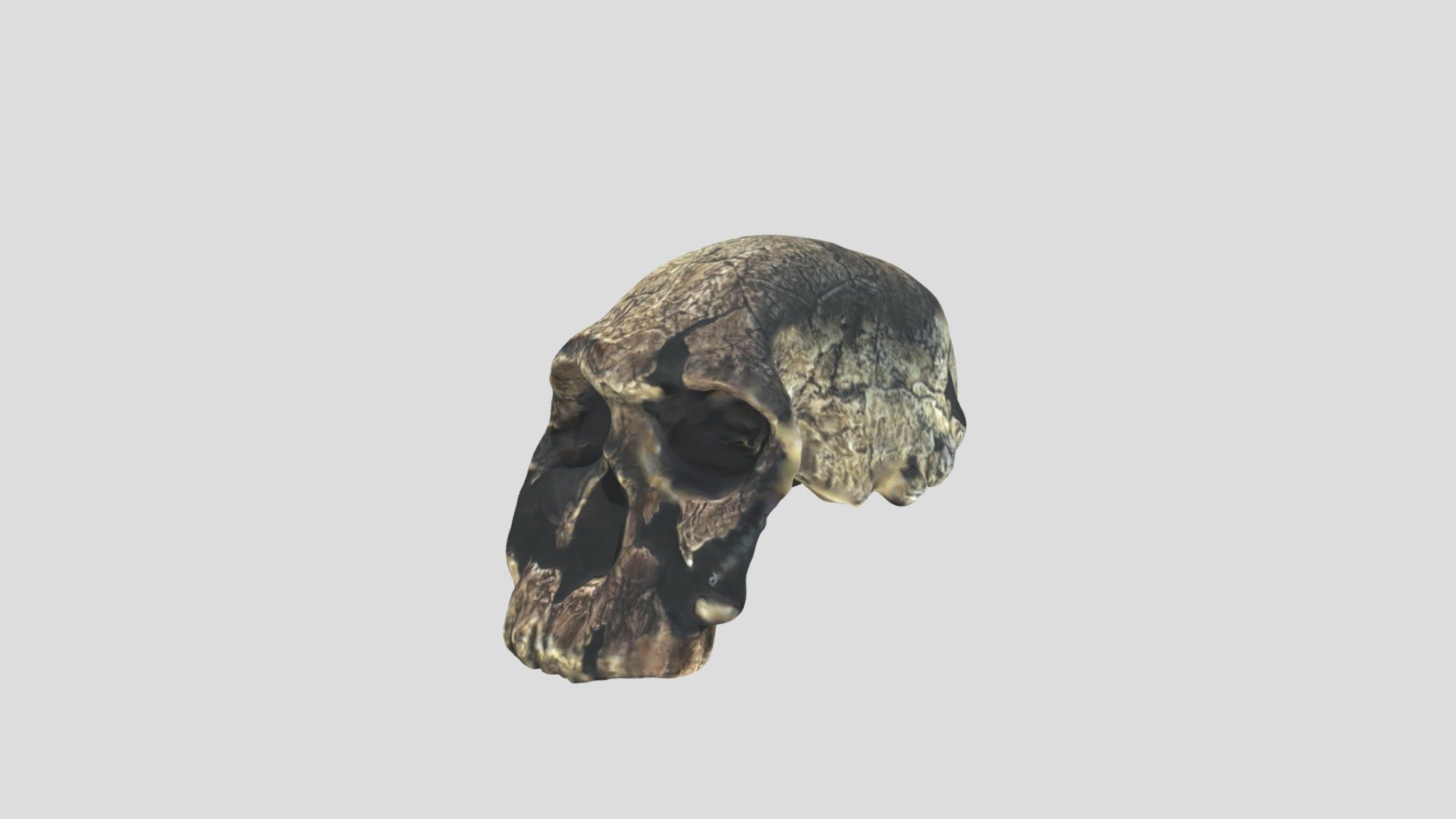 Fossil