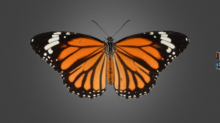 Butterfly 3D models - Sketchfab
