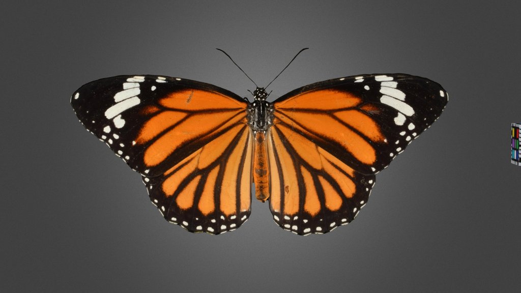 CC0 スジグロカバマダラ 🦋 Common Tiger, Salatura genutia