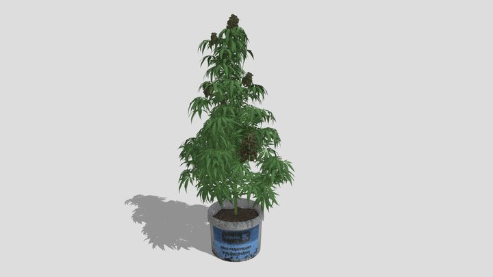 Cannabis Sativa plant 3D Model