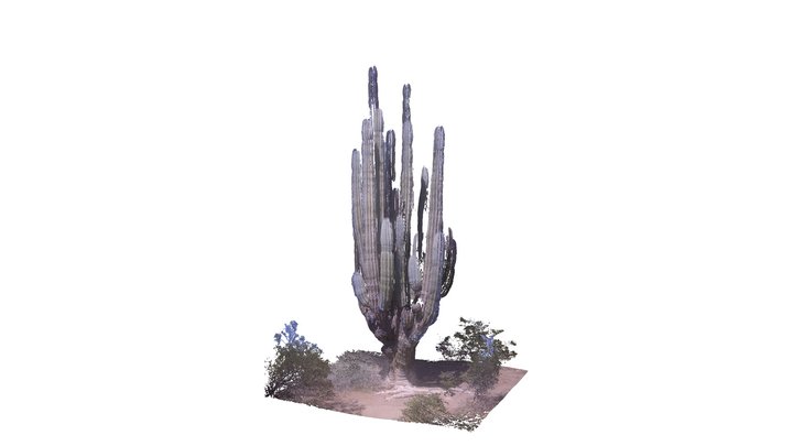 ANCIENT GIANT CARDON | SONORA MEXICO 3D Model