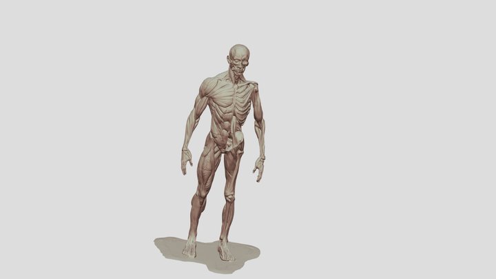人体 3D Model