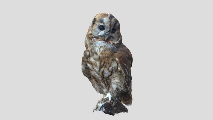 Waldkauz Strix Aluco 3D Model