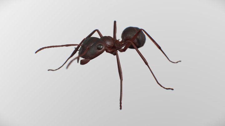 (муравей) Ant Rig VFX 3D Model