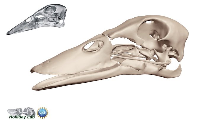 Mallard duck skull joints 3D Model