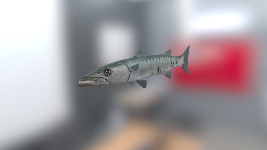 Barracuda