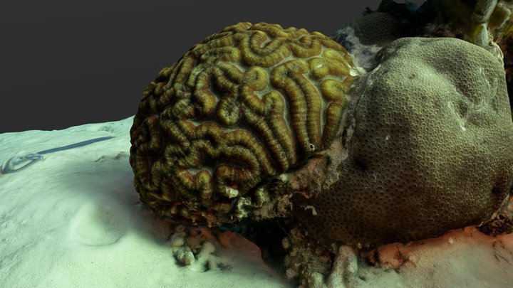 Lobophyllia sp. - Indian Ocean 3D Model