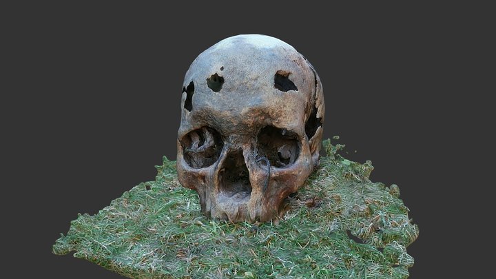 Skull found East Mersea intertidel 3D Model