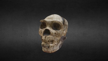 Skull D 3D Model