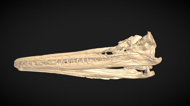 Plesiosaur Dolichorhynchops osborni 3D Model
