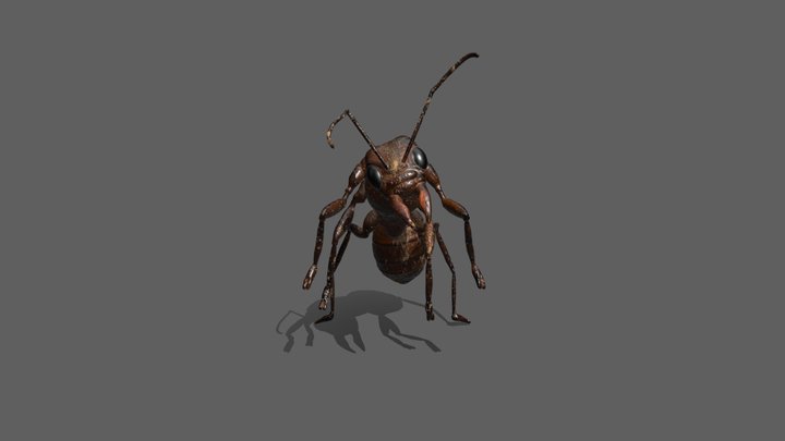 Fungus Ant 3D Model