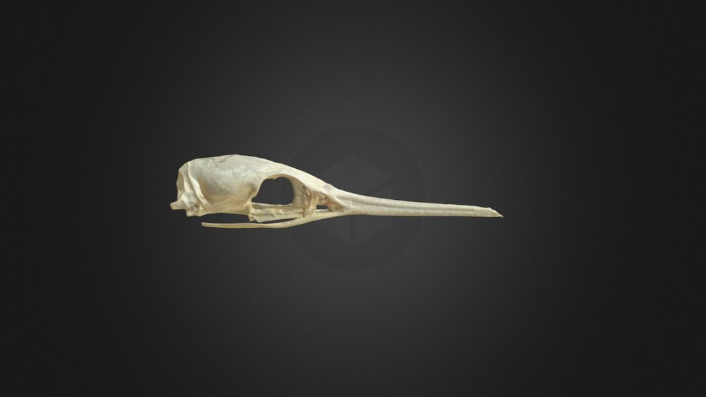 Phalacrocorax aristotelis, skull