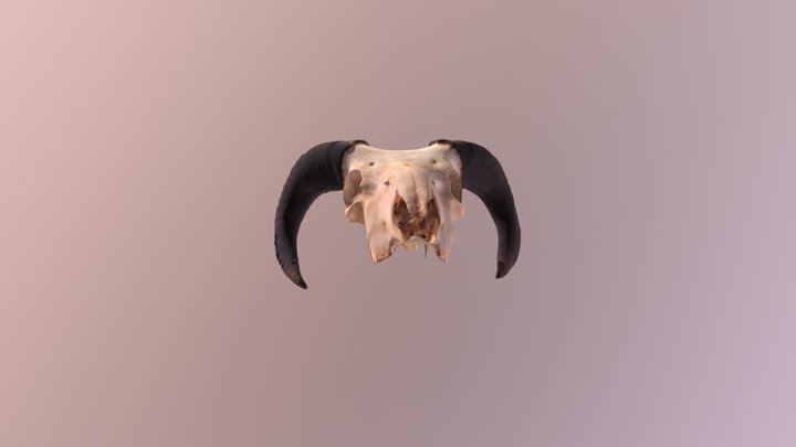 ram's skull 3D Model