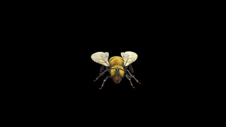 Bee 3D Model