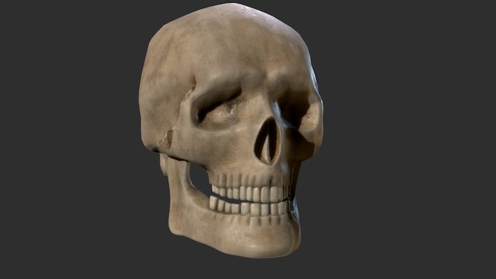 Human Skull 3D Model