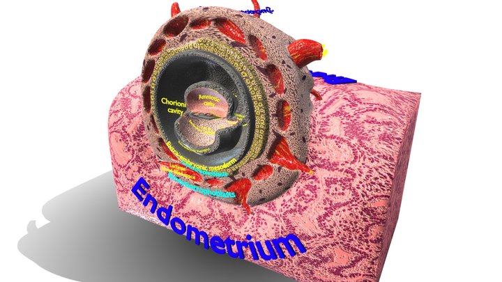 Human embryo 15-28 days 3-4 weeks gastrulation 3D Model