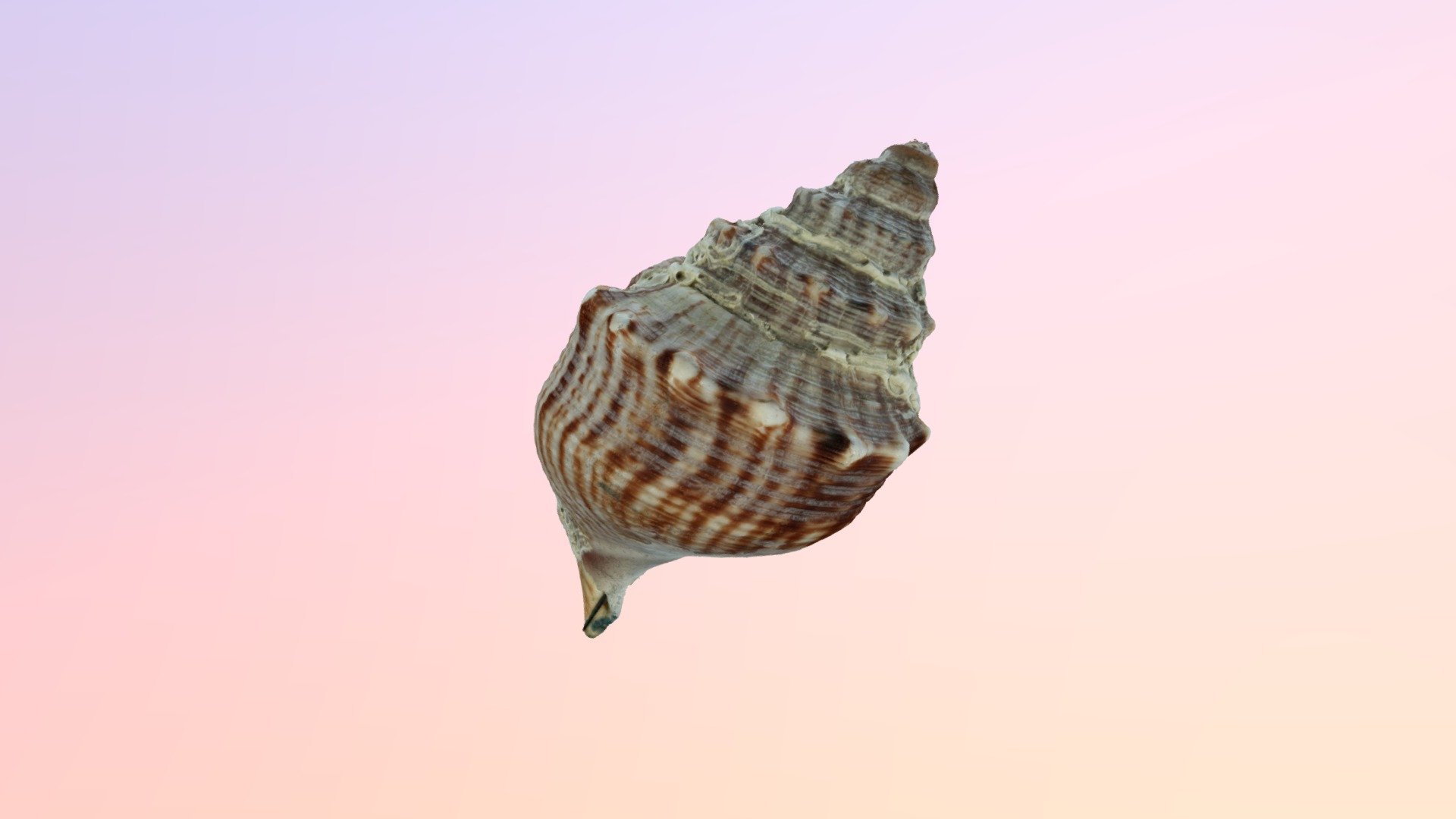 Shell4