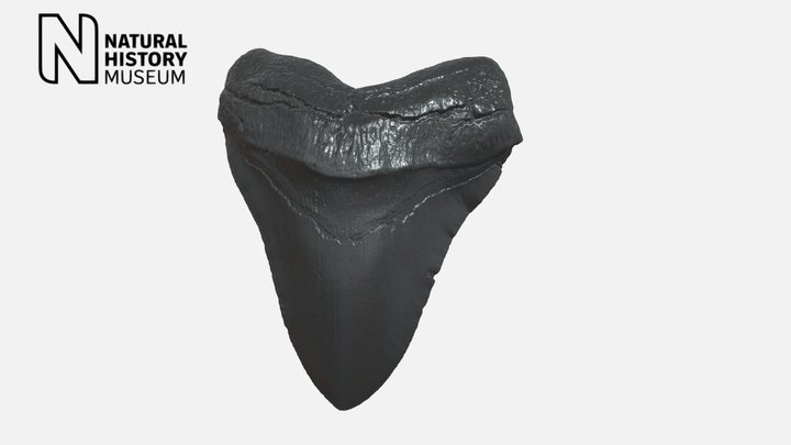 Megalodon shark tooth 3D Model