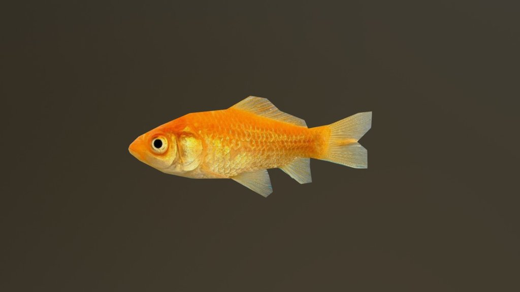 Goldfish
