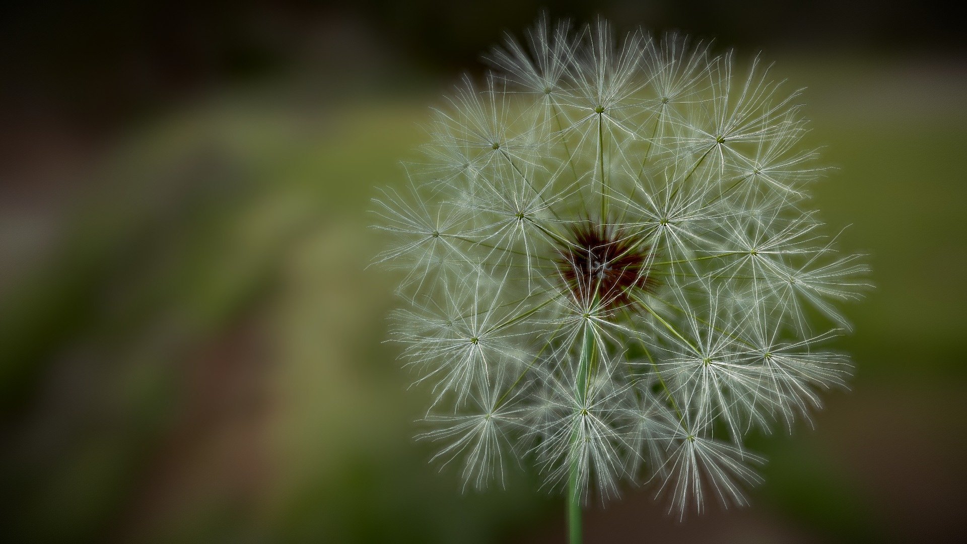 Pick up a Dandelion!!! — Sketchfab embed 3D viewer