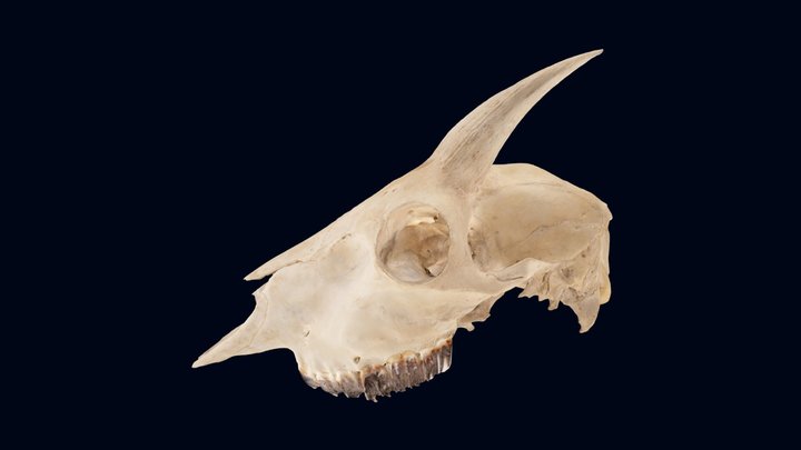 ニホンカモシカ　頭骨 (1900000793) 3D Model