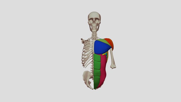 Massing of the Anterior Torso 3D Model