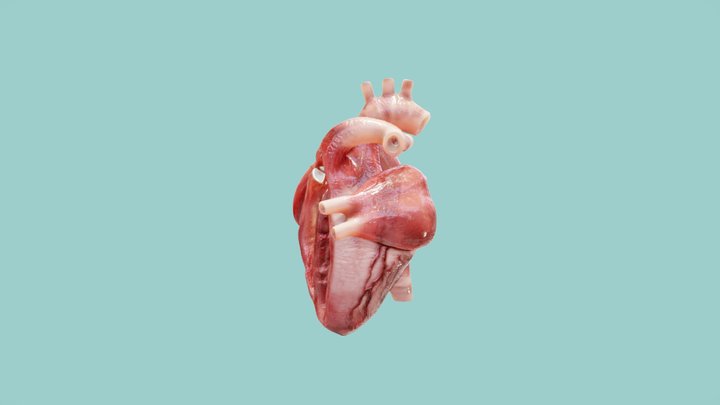Heart Beat 3D Model