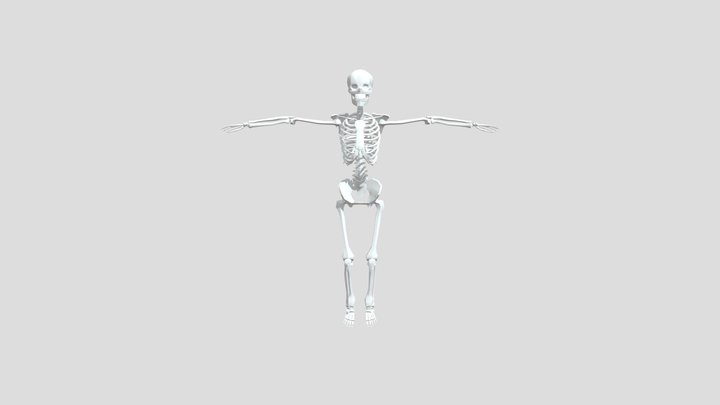 Skeleton 3D Model
