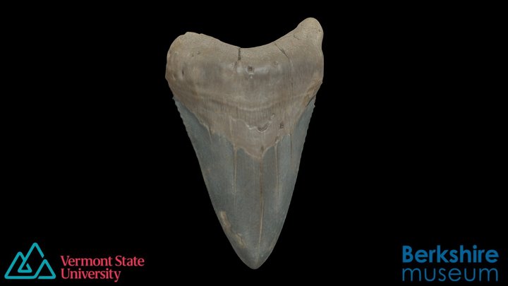 Megalodon Tooth (Berkshire 2023.6) 3D Model